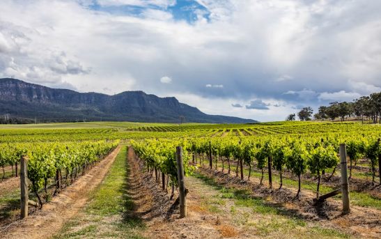Hunter Valley wine tour with lunch from Sydney - Image 5